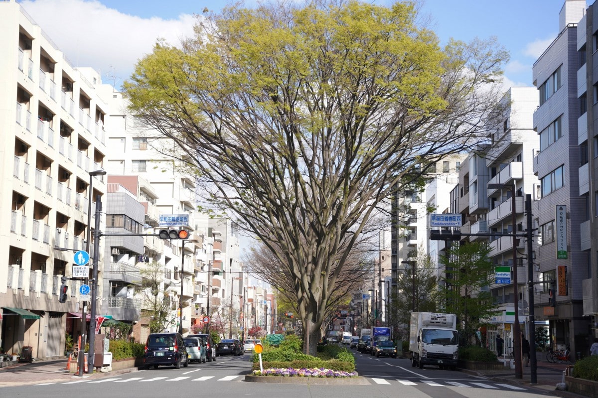 新宿区の早稲田たけのこクリニック｜スタッフ紹介