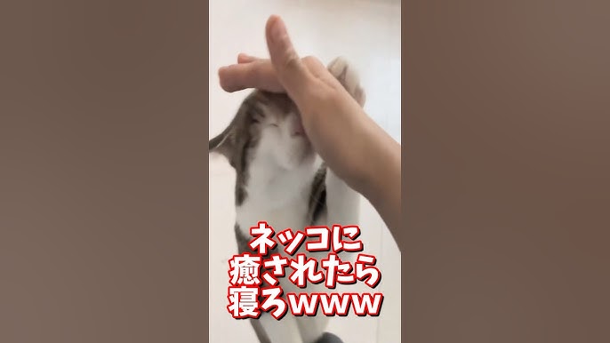 ネッコの動画で癒されたら寝ろｗｗｗ #2ch #2chまとめ 動物スレ #2ch面白いスレ