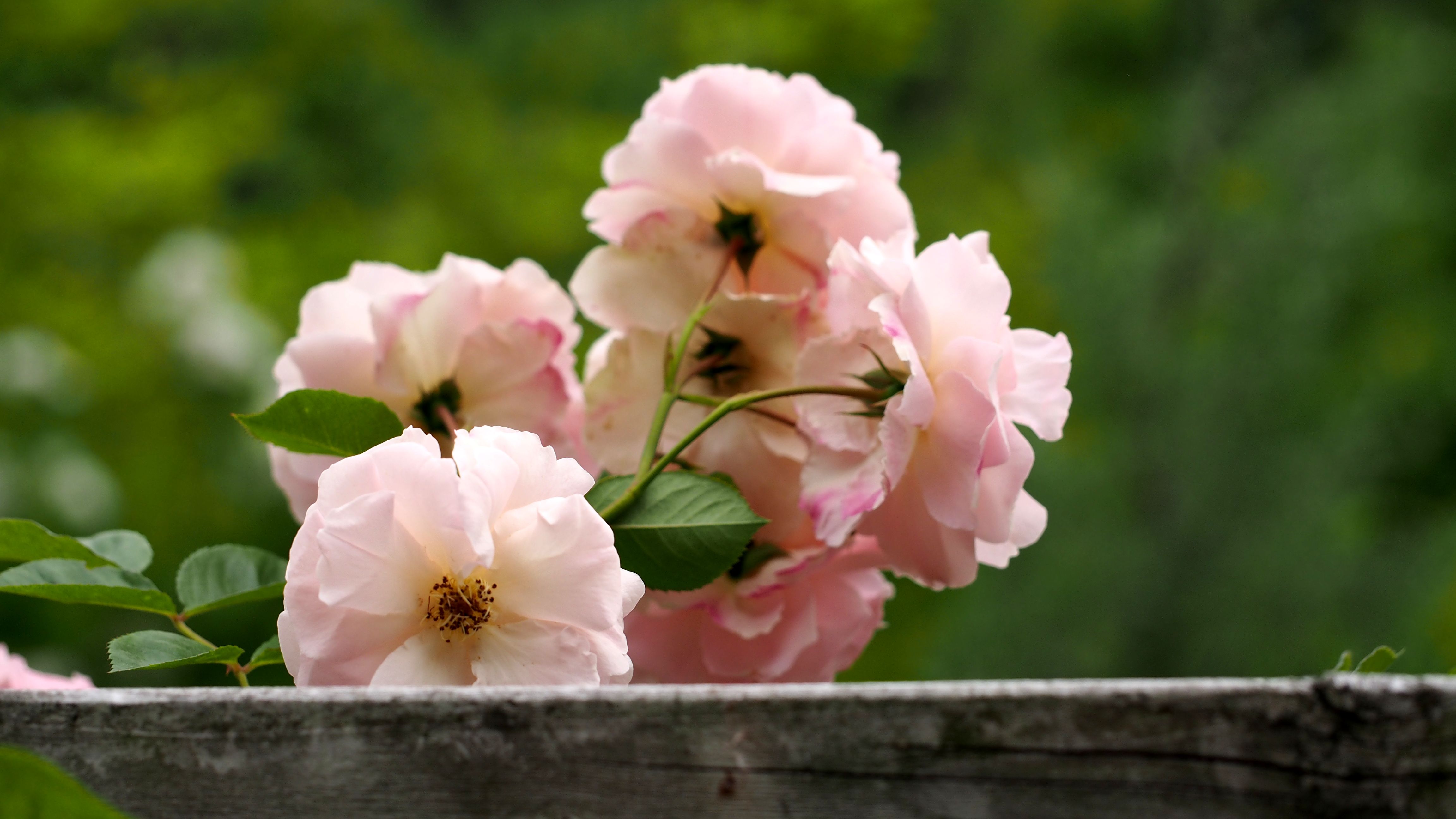 Rose, Chaplin's Pink