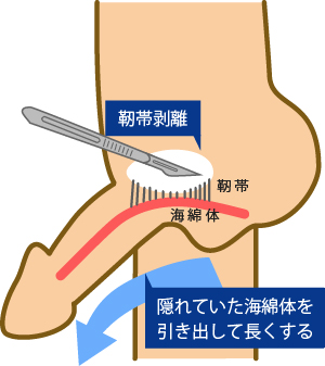 あそこの大きさの秘密！男性の身長とペニスのサイズの関係/ラブナイト【恋本コラム】