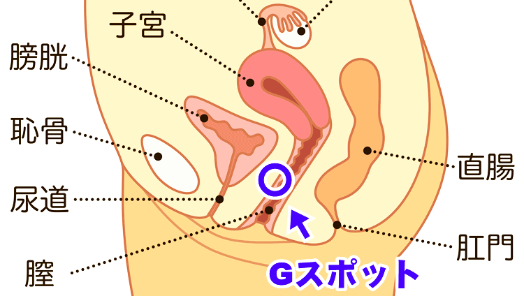 Gスポットについて解説！手マンのやり方と押さえておくべき注意点 | ユメトノ