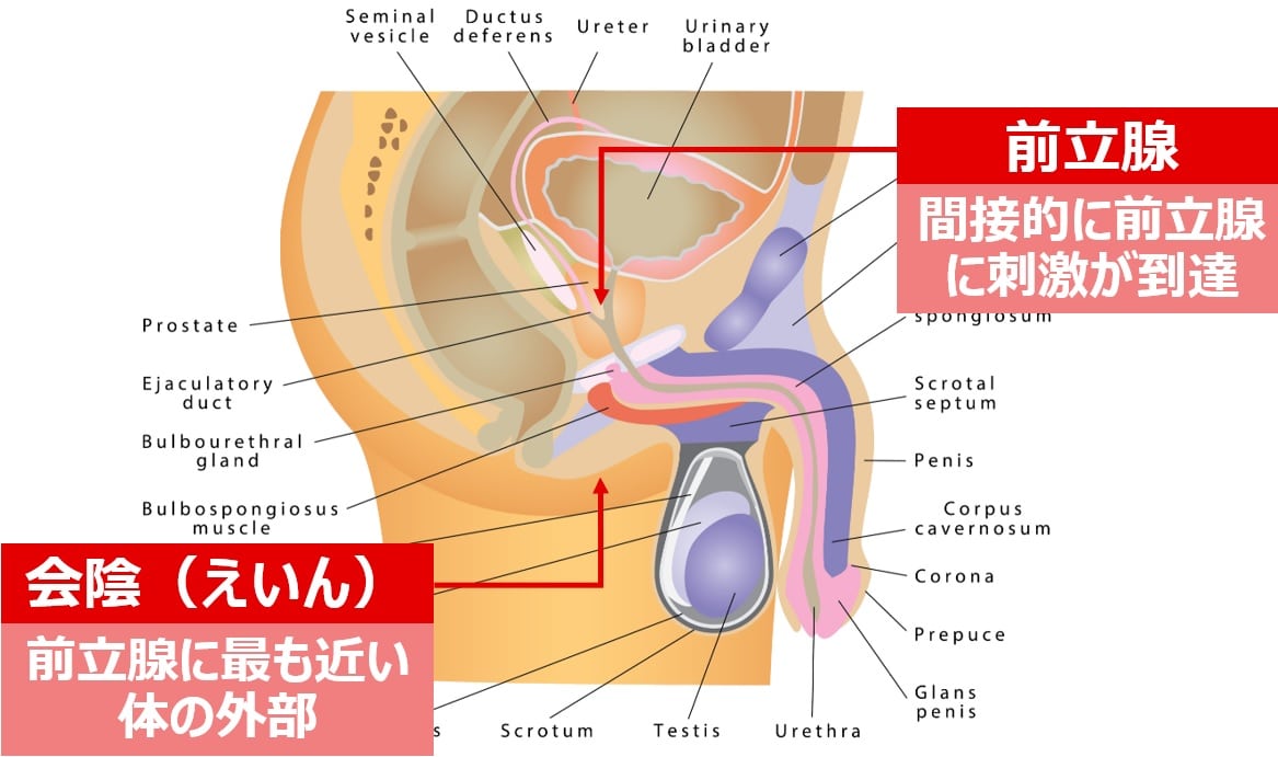 初心者向け】会陰（えいん）オナニーを最高に楽しむ方法