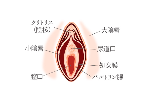 セックスが気持ちよくないのは不感症？改善できる？原因と対処法 | 二宮レディースクリニック【泌尿器科・婦人科・アートメイク】