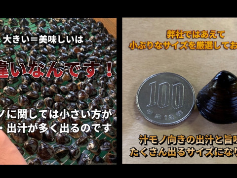 楽天市場】送料無料 青森県十三湖 活しじみ中粒 3kg（ヤマトシジミ）砂抜き未 国産