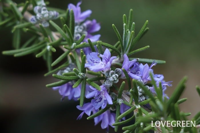 ローズマリーの花言葉｜種類、花や葉の特徴や使い方 | LOVEGREEN(ラブグリーン)