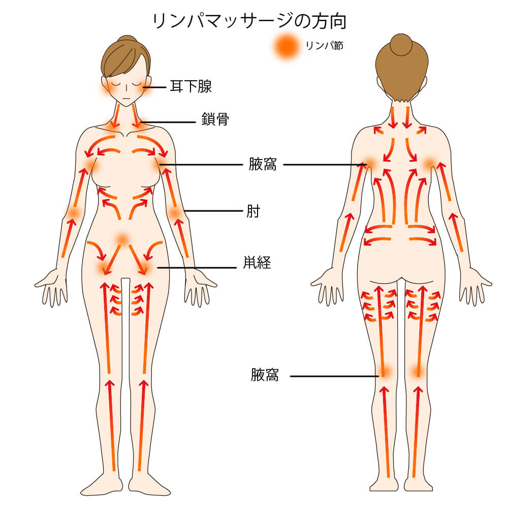 リンパマッサージとリンパドレナージュってどう違うの？特徴や起源について|ジャパンセラピストスクール