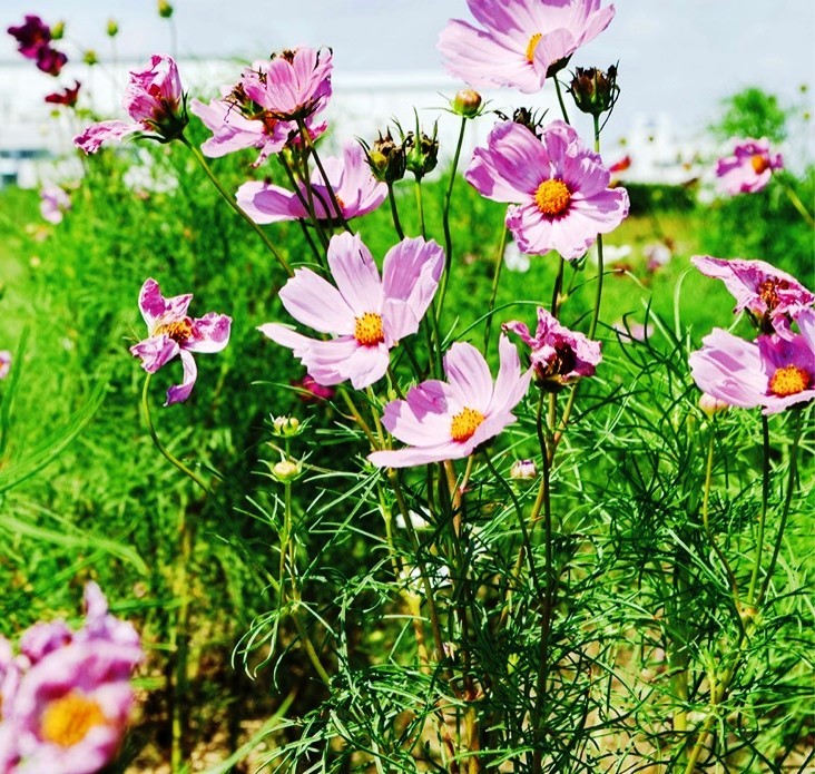 平塚市】秋到来「イシックス馬入のお花畑」のコスモスが早くも見頃。摘み取りイベントも前倒し！（ベニマシコ） - エキスパート