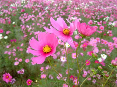 イシックス馬入のお花畑情報 | 平塚市