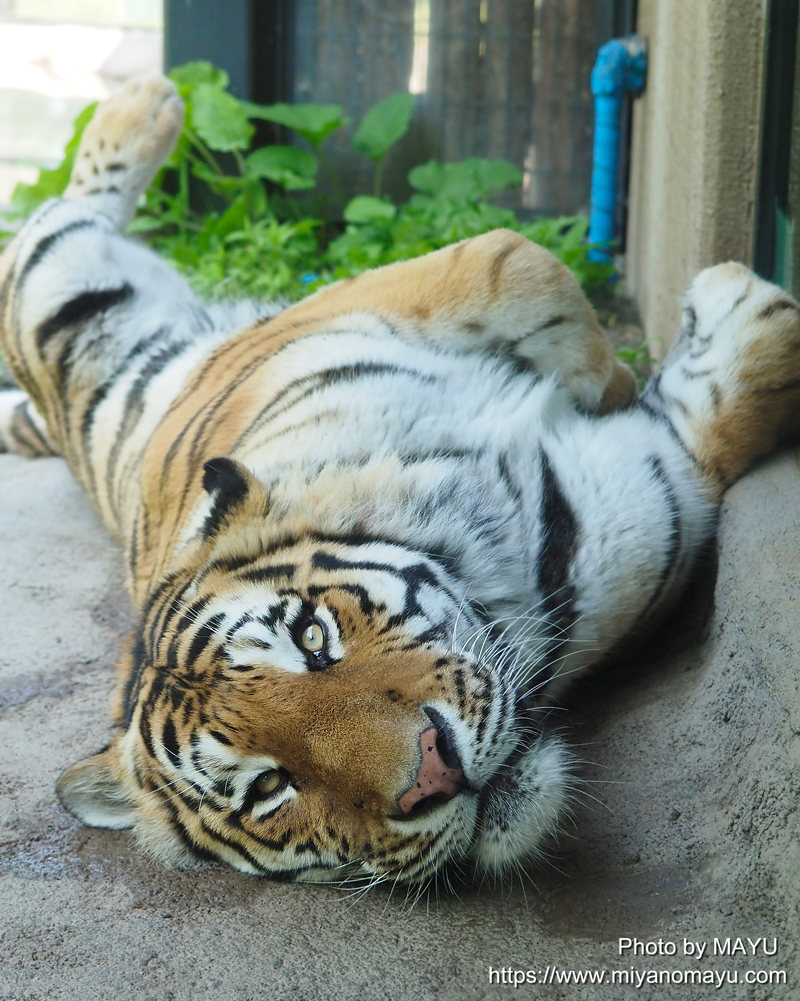 福岡市動物園 | チャチャ丸からお隣のアムールトラ「カイ」へ牛骨のおすそわけ🦴 #fukuokazoo