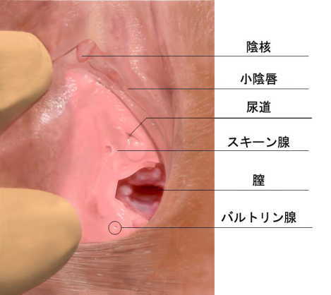 巨クリ】クリトリスがでかい！ 平均サイズや原因・対策方法を解説 |