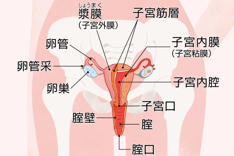 【解剖生理学】超小型カメラで元看護師の私が膣内を観察し紹介します。