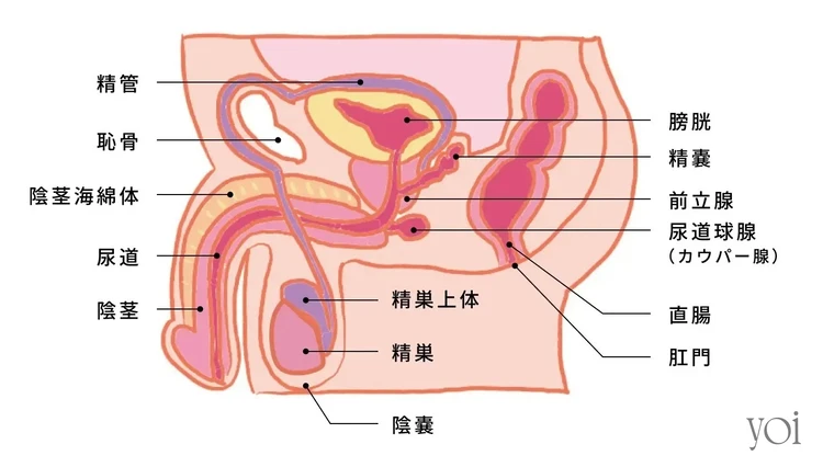 風俗嬢が解説】真珠入りペニスの作り方や費用は？本当に気持ちいいのか体験してみた！ | Trip-Partner[トリップパートナー]