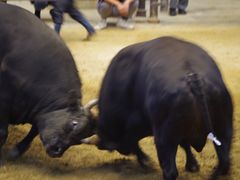 色恋（宇和島）（イロコイウワジマ）［宇和島・南予 デリヘル］｜風俗求人【バニラ】で高収入バイト