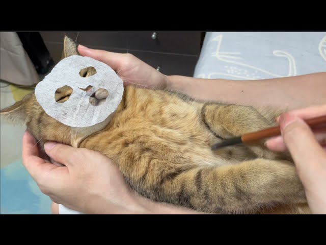 猫専用エステはじめました #マンチカン #うちの猫 #猫のいる暮らし