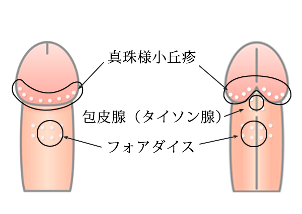 手軽に玉入りチンコと同じになれる | 大人のためのアダルト通販情報アナシー