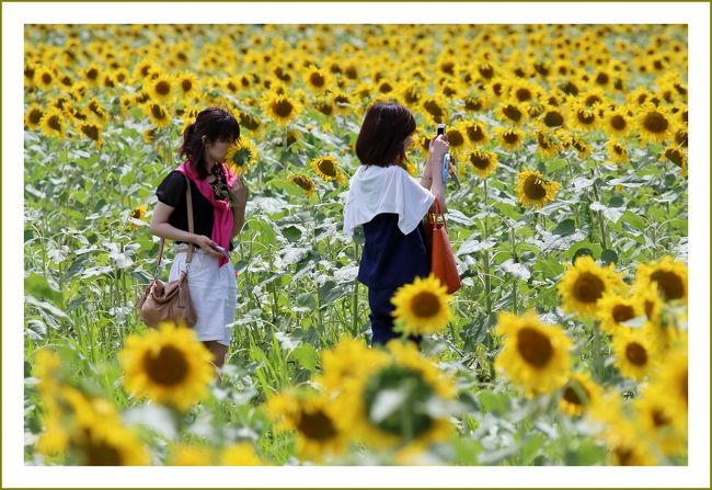 牟佐 大久保ひまわり畑】岡山市北区牟佐【2023年】 岡山市で人気のひまわり畑