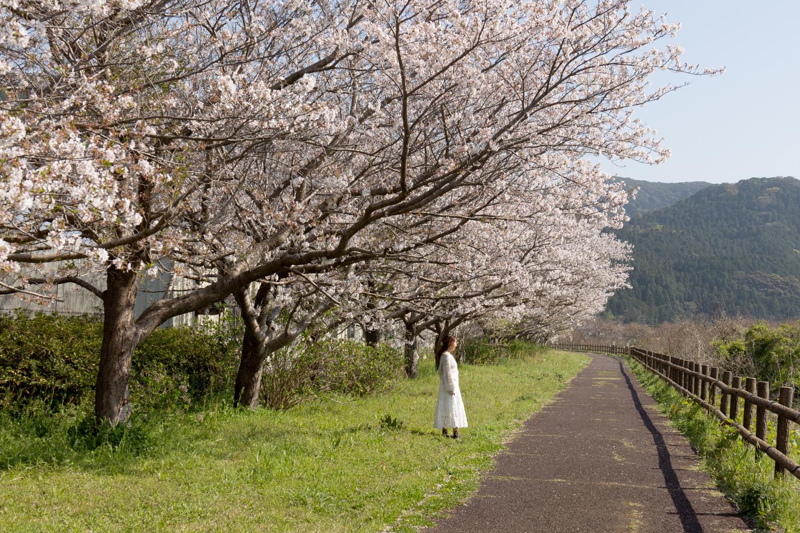 Piyo☆Hisayo | #桜 #さくら