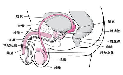 男女がお互いに性器を刺激し合う「シックスナイン」の基本と応用｜笑ってトラベル：海外風俗の夜遊び情報サイト