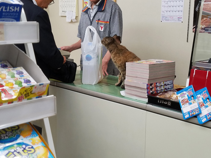 🍀幸せ報告 ぎんくん(しゅんくん改め) 我が家を卒業してから４ヶ月が経ちました もう８ヶ月になったのか〜早いね ご家族にとても可愛がって貰っています