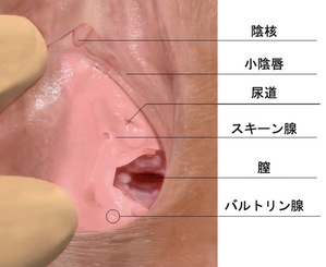 パンティ脱ぐだけで潮吹きする女！言葉責めに興奮して大量噴水潮吹きガクガク激痙攣イキまくる超ドM女子大生！櫻井ともか | 痙攣アクメ動画マンボー