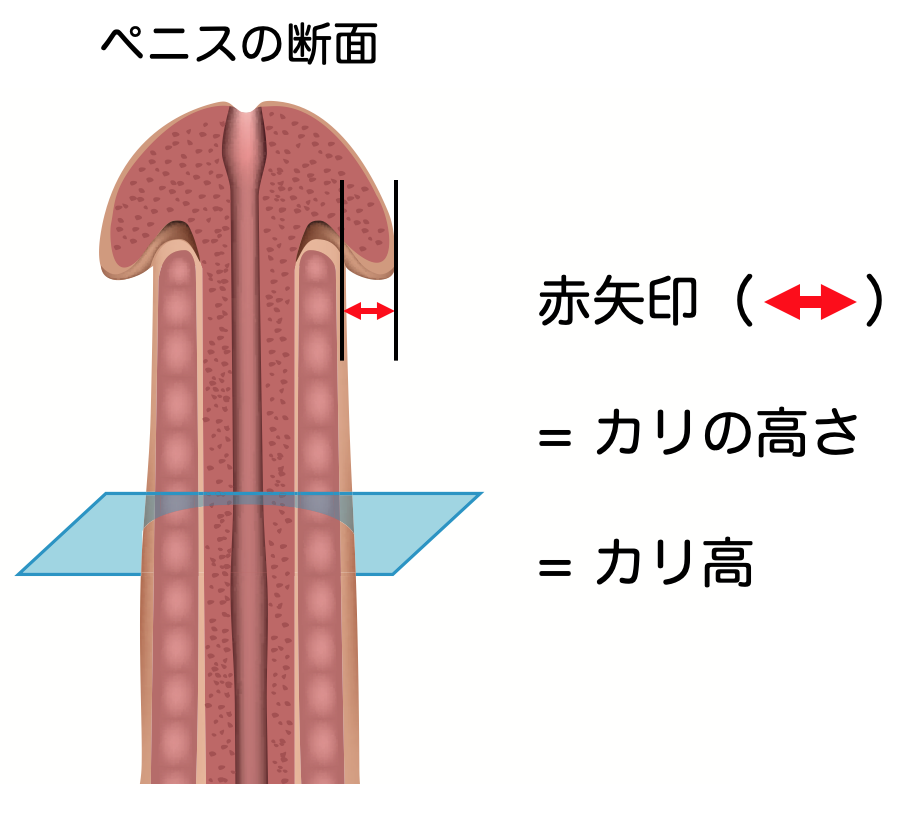 カリ高】ペニス亀頭特化チントレ４選【図解・動画解説】 | セクテクサイト