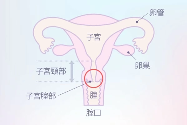 膣肉生陰唇 純 | アダルトグッズ通販・大人のおもちゃなら【M-ZAKKA エムザッカ】