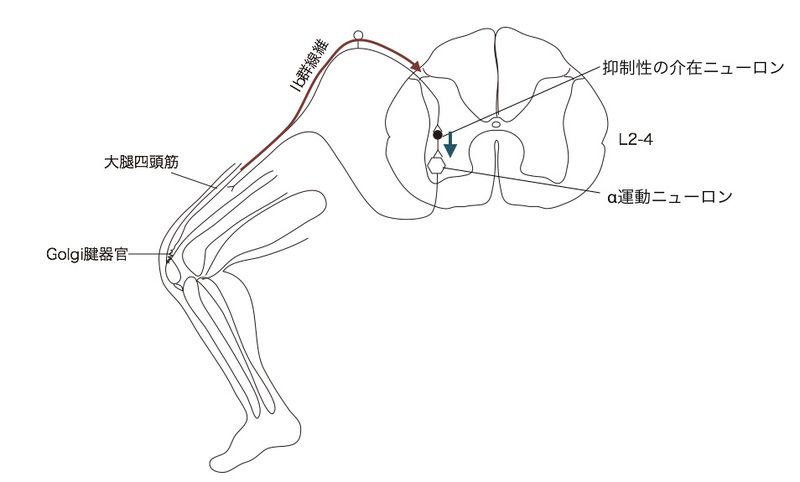 膣おなら」の原因は？【医療専門家監修】性交渉や運動中に恥ずかしい…｜コクハク