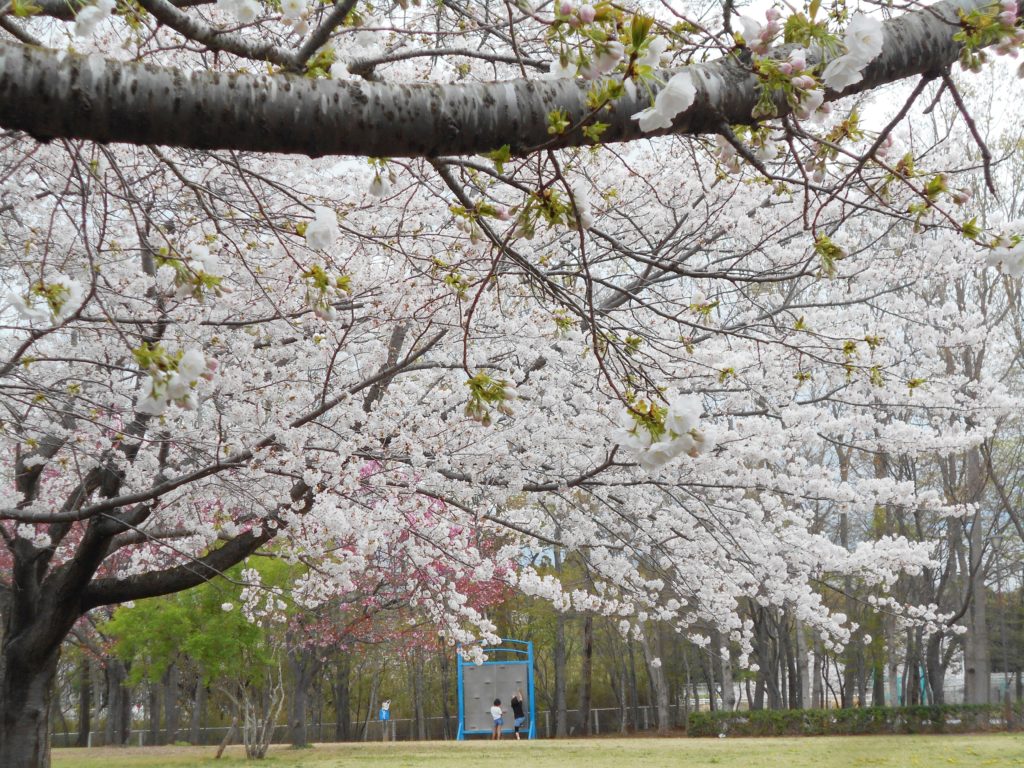 千葉市若葉区】千葉の絶景4月 富田さとにわ耕園のネモフィラ | 月刊ぐるっと千葉 WEB