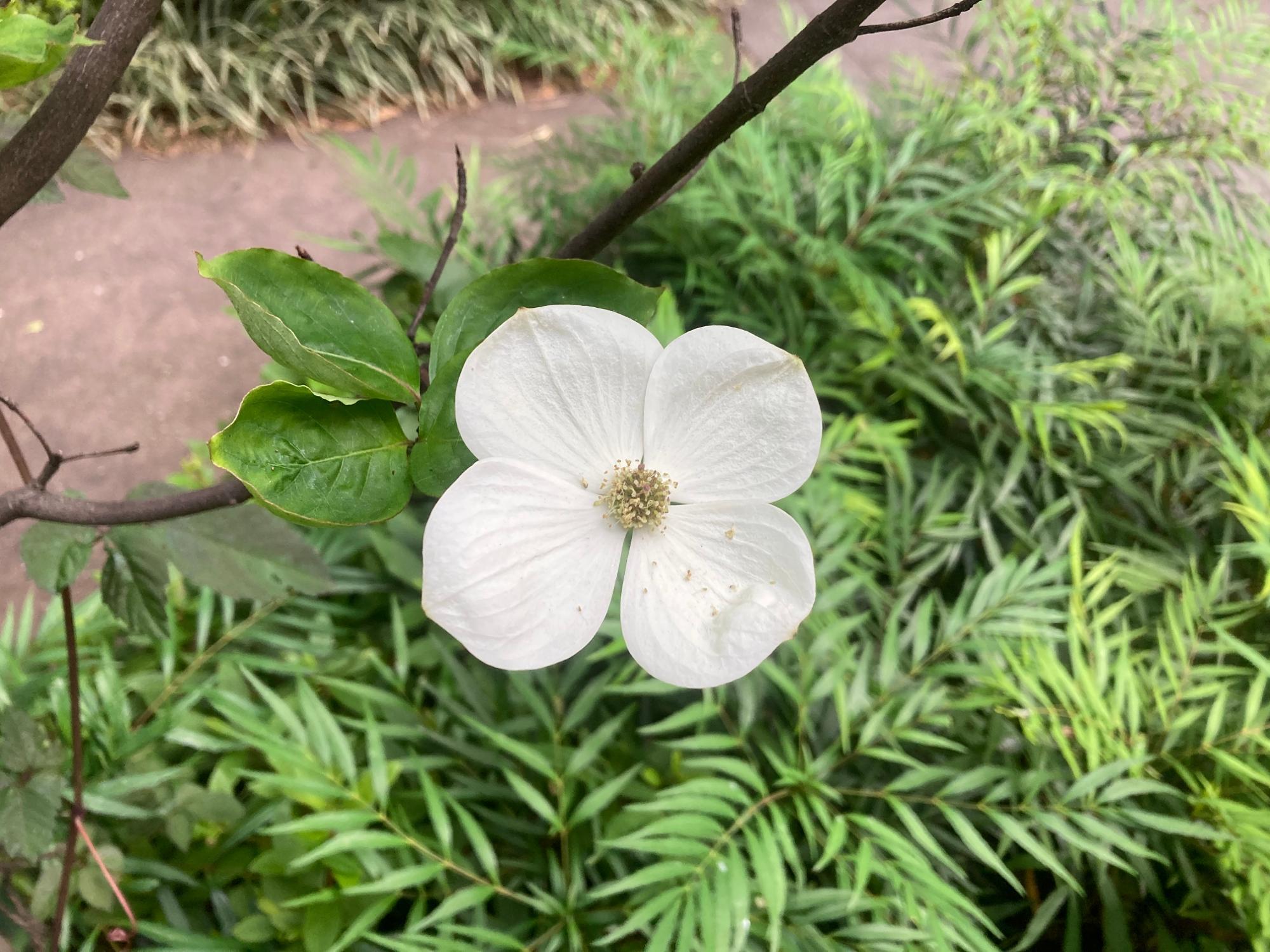 霞ケ関公園のハナミズキ【アソビュー！】