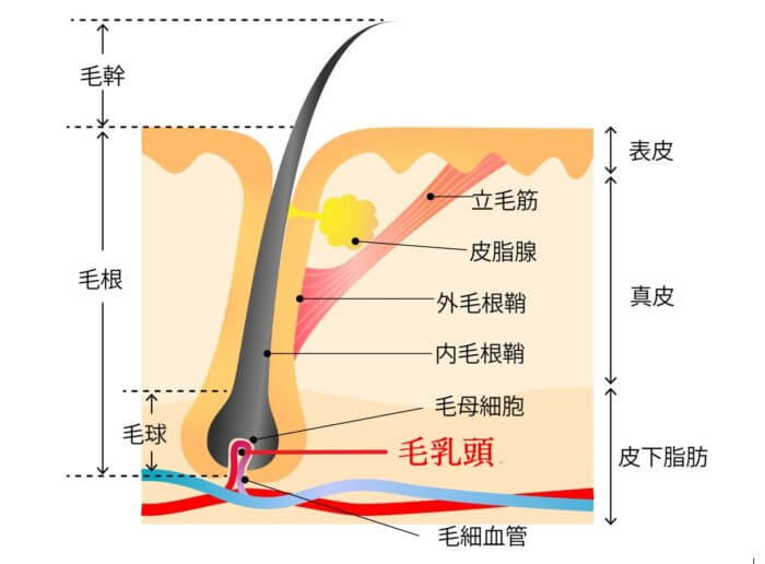 新潟のED治療が安いおすすめクリニック16院！バイアグラなどの治療薬の効果や料金、オンラインクリニックも紹介 |  【新宿心療内科・精神科】新宿よりそいメンタルクリニック -