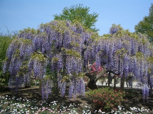 藤の楽園～あしかがフラワーパーク'０９～』足利(栃木県)の旅行記・ブログ by takekoさん【フォートラベル】