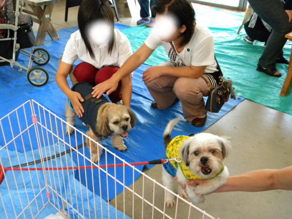 @NPO法人みなしご救援隊犬猫譲渡センター 湯来シェルター見学ツアー#保護犬 #動物愛護団体 #雑種