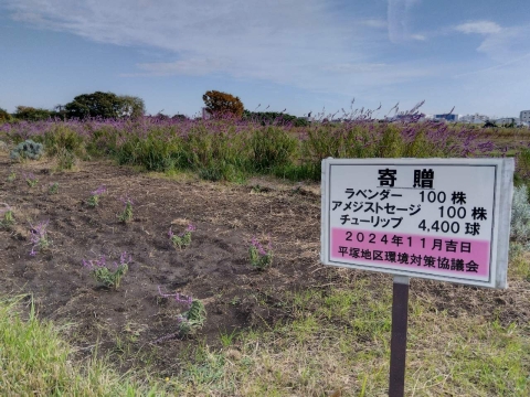 秋の訪れ告げるコスモス イシックス馬入のお花畑 |