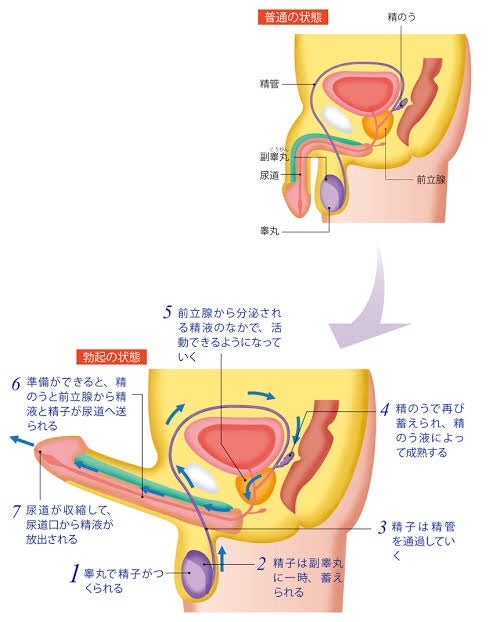 お礼💛尿道拡張マイスター💛｜大阪 痴女M性感風俗【変態紳士倶楽部大阪店】