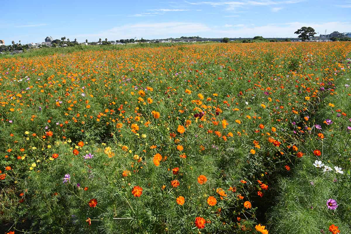 秋はコスモス！平塚の花の名所・イシックス馬入のお花畑に行ってみた | Live a good