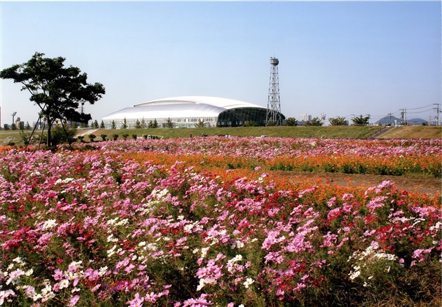 馬入川沿いのコスモスが綺麗💕 – 湘南ポートサイト