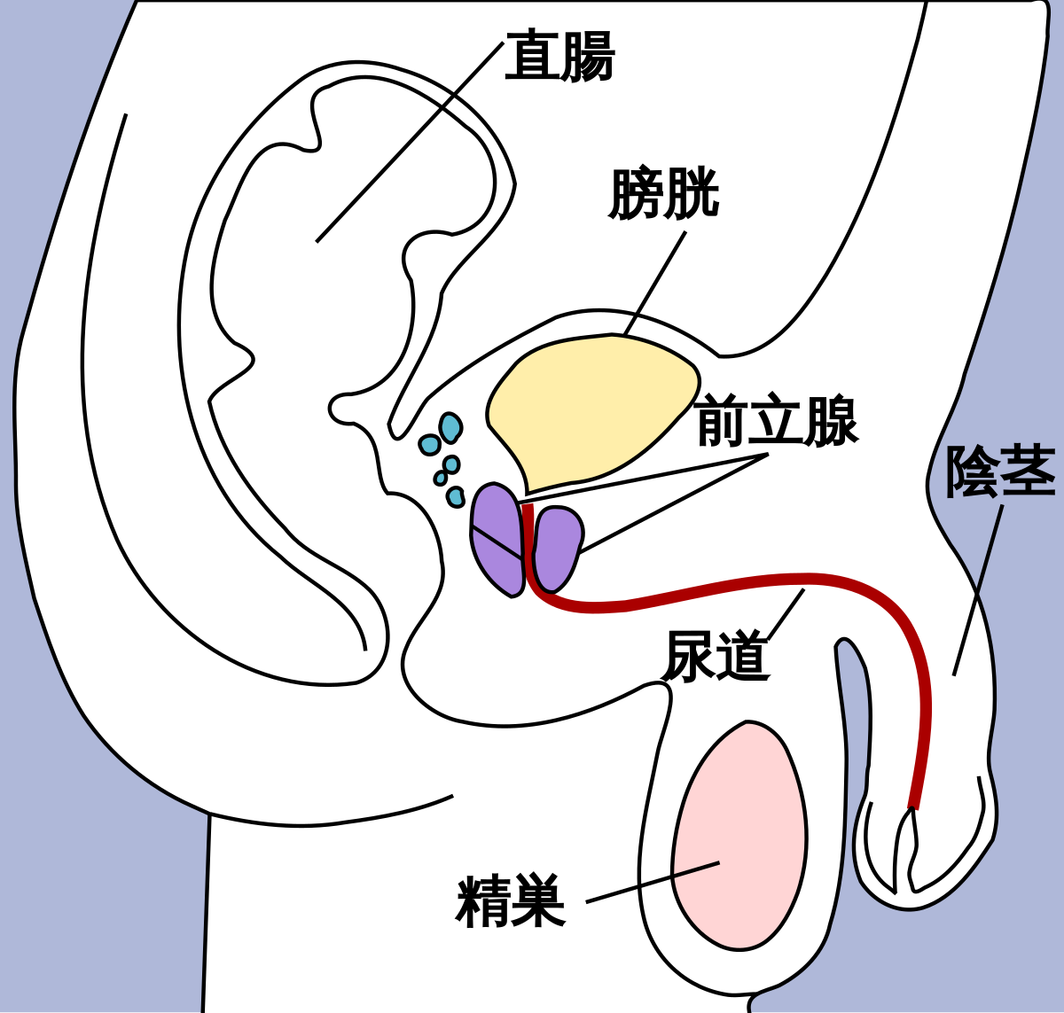 ちんこを大きくする方法の完全ガイド【巨根になりたい人集合】 | Men's