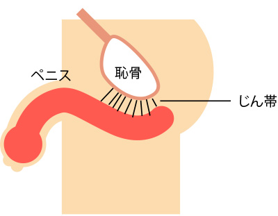 小児泌尿器科疾患