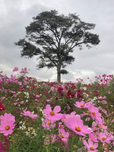 平塚市馬入】イシックス馬入のお花畑のコスモスが復活！10月11日（日）が見納め？10月12日（月）から刈り取り予定 | 号外NET 平塚市・大磯町