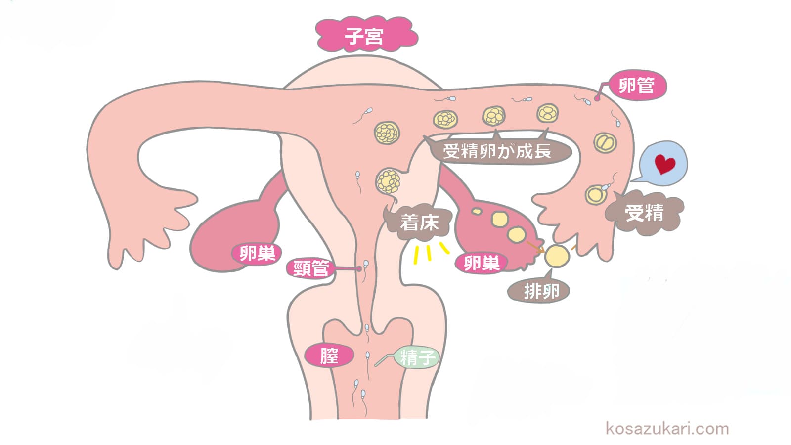 清潔に保つ方法 | SEXOLOGY