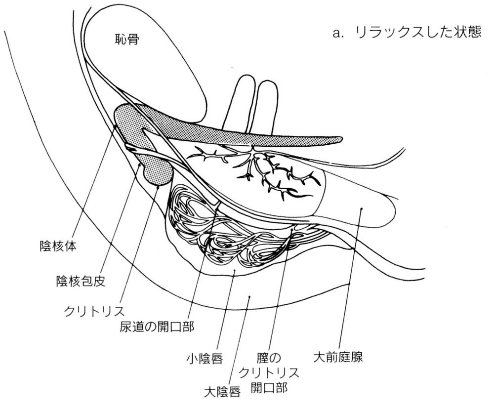 どこまで入る?】電マ挿入のやり方&注意点とレベル別グッズ | STERON