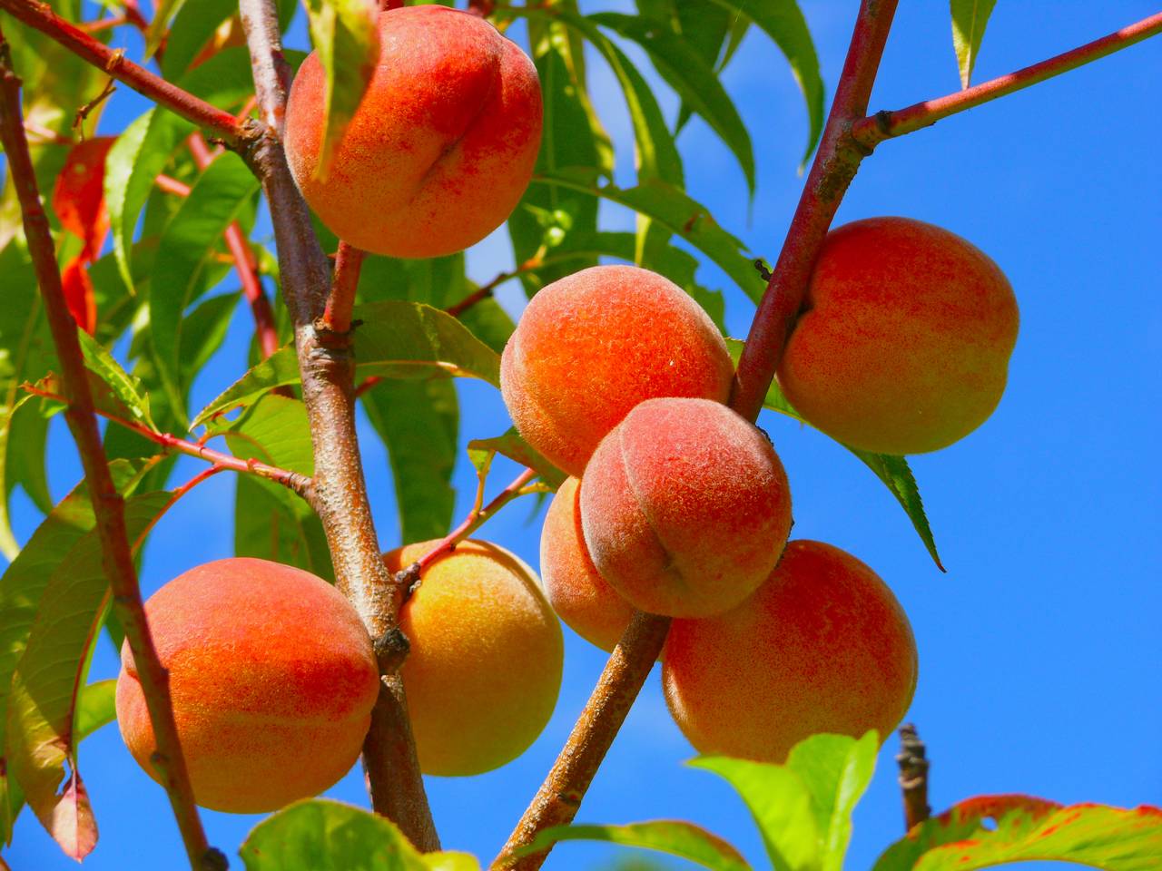 Peach Tree - Kakamas -