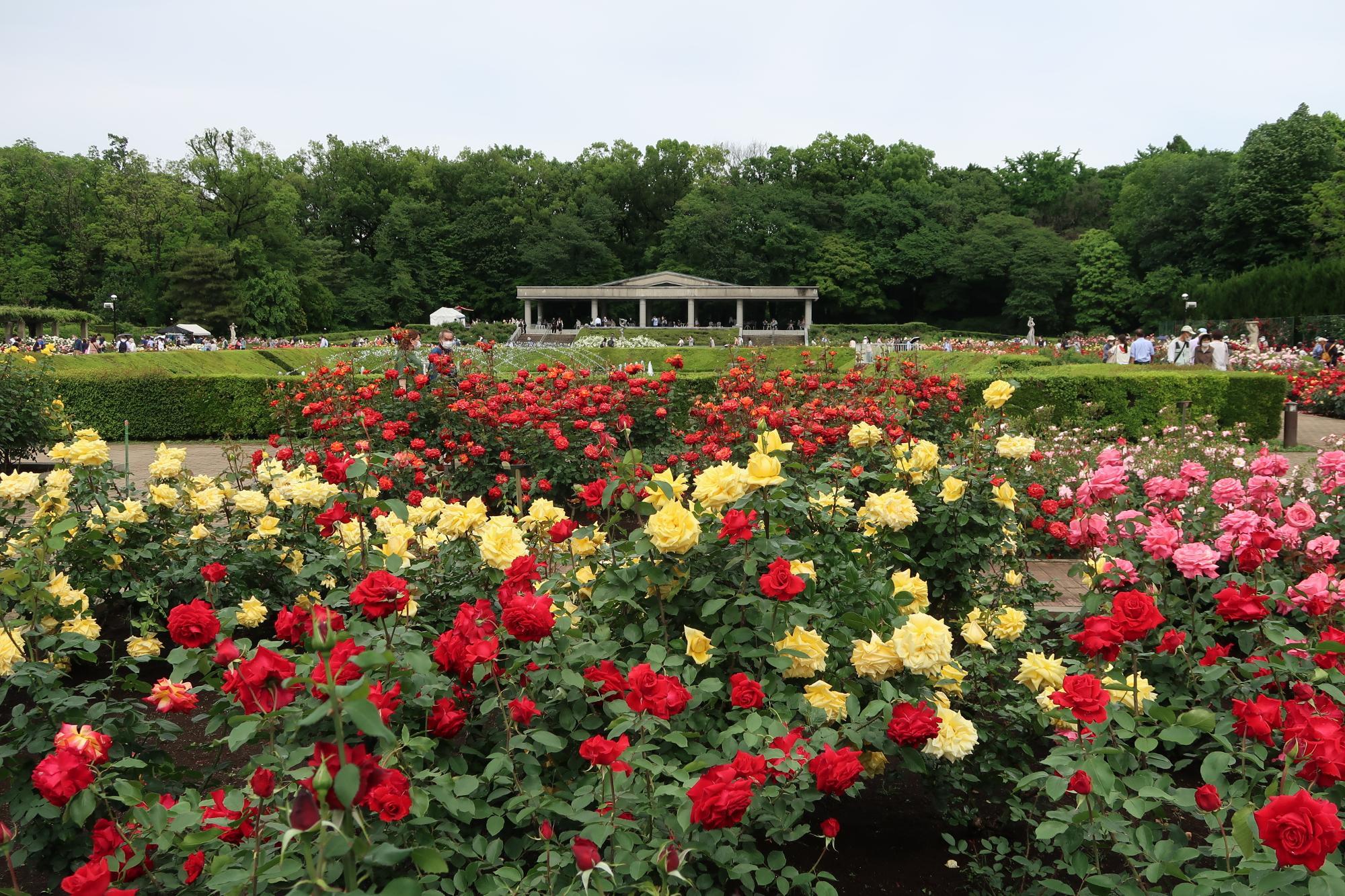 神代植物公園「春のバラフェスタ」〜世界の名花が織りなすハーモニー〜5/8（木）-6/2（日）で開催中！ - Nature Station