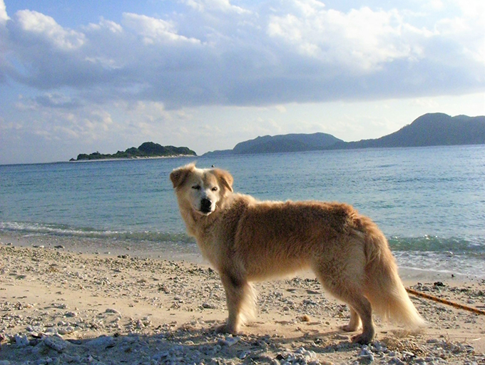 座間味島は映画「マリリンに逢いたい」の舞台になった島【2泊3日の沖縄島旅】 - ネタフル