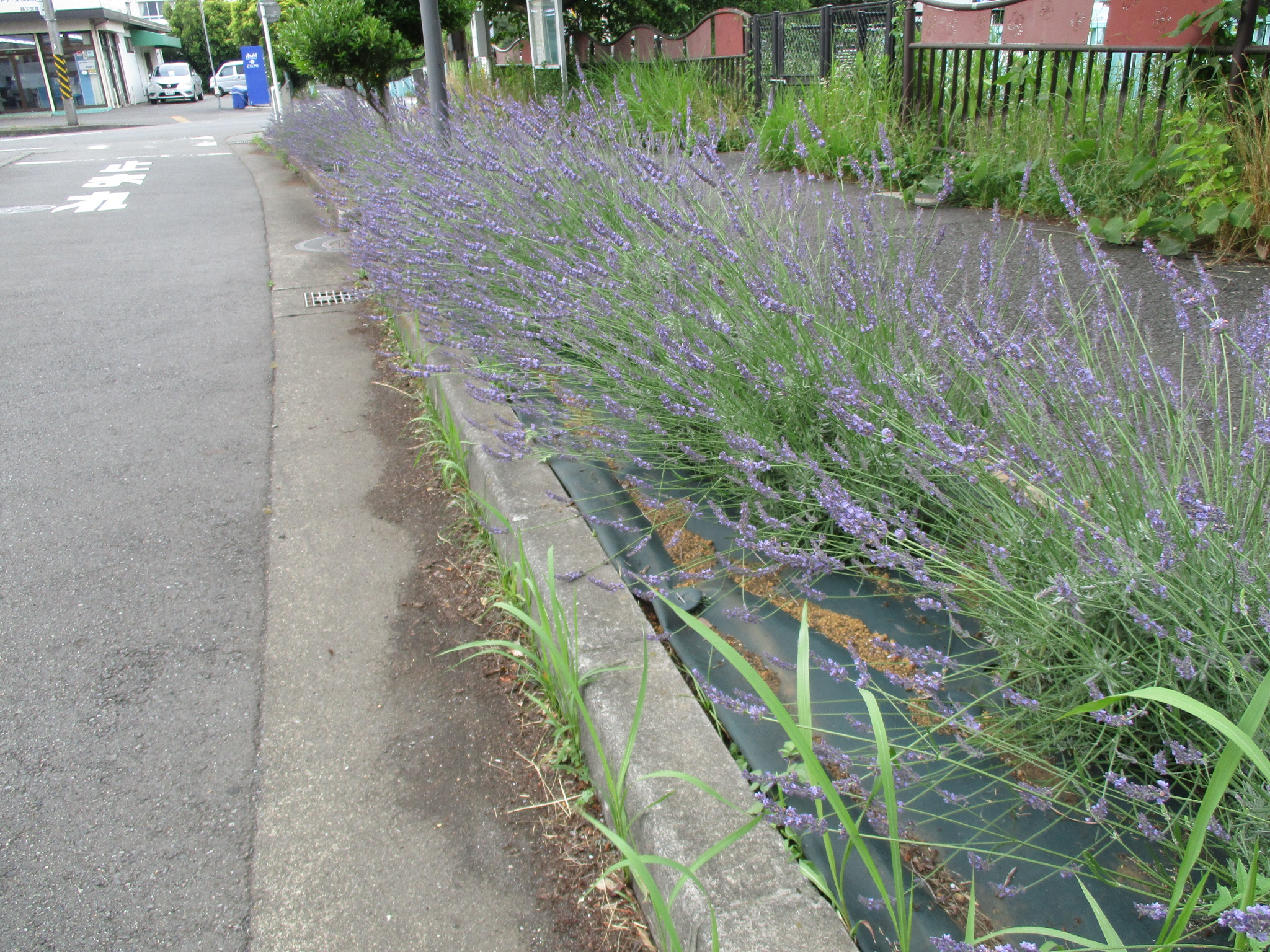 ビオラ・花ロマン・ラベンダー「てんこの花つくり🏵️藤沢の庭🌿2022🌸春」のアルバム-みんなの趣味の園芸1609219