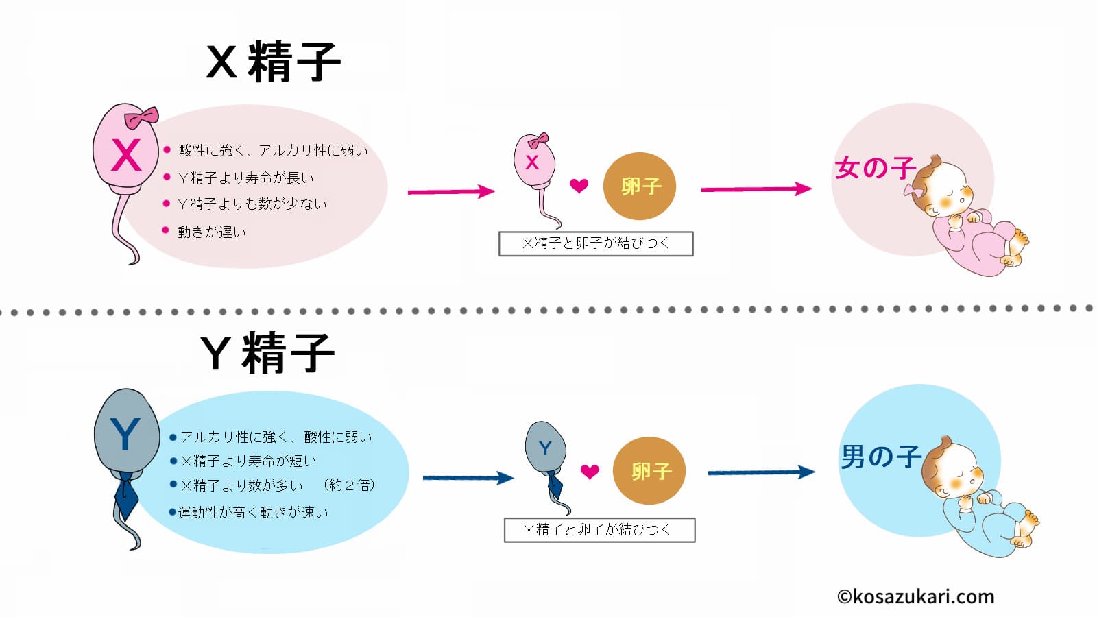 医師解説】精液を飲んでも大丈夫？精子を飲むことで起こる体の変化とは？ – メンズ形成外科 |