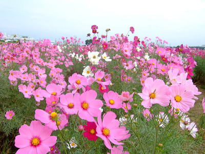 台風耐え、つぼみ開花 平塚でコスモスが見ごろに | カルチャー