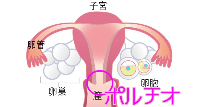 楽天Kobo電子書籍ストア: 避妊が嫌いな彼女と泣くほど気持ちいいセックスを - 自己投影して、膣内に射精している感覚を味わえる