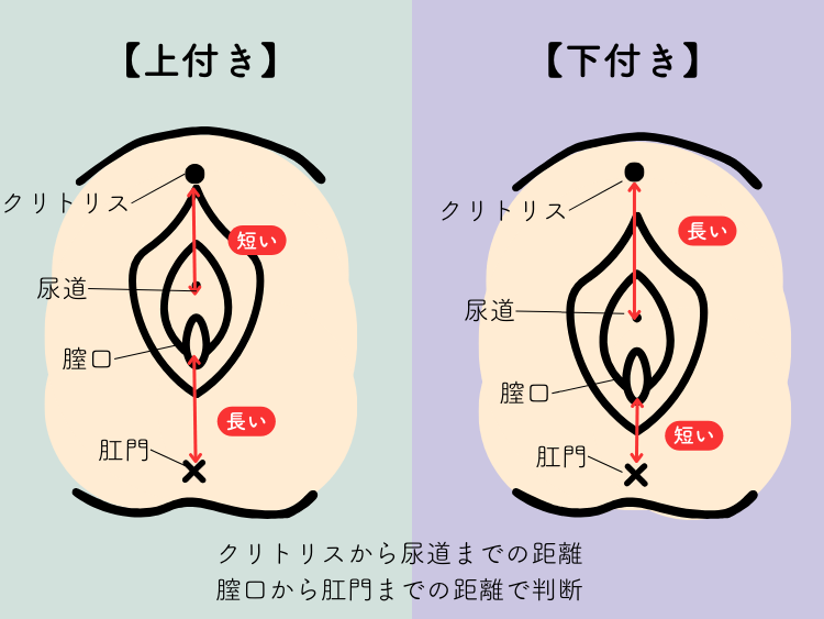 ペニスとクリトリス「勃起・形・メカニズム」の違い【比較完全図解】 | セクテクサイト