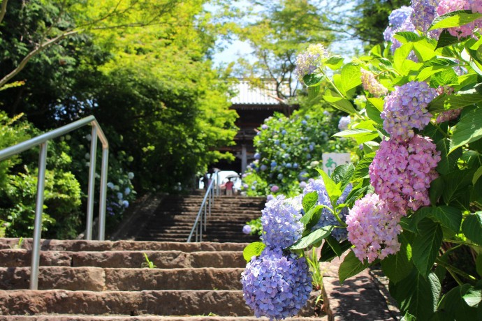 今夏の高温、埼玉でも水稲への損害多発 17市町で特別災害に指定 高温での指定は2年連続